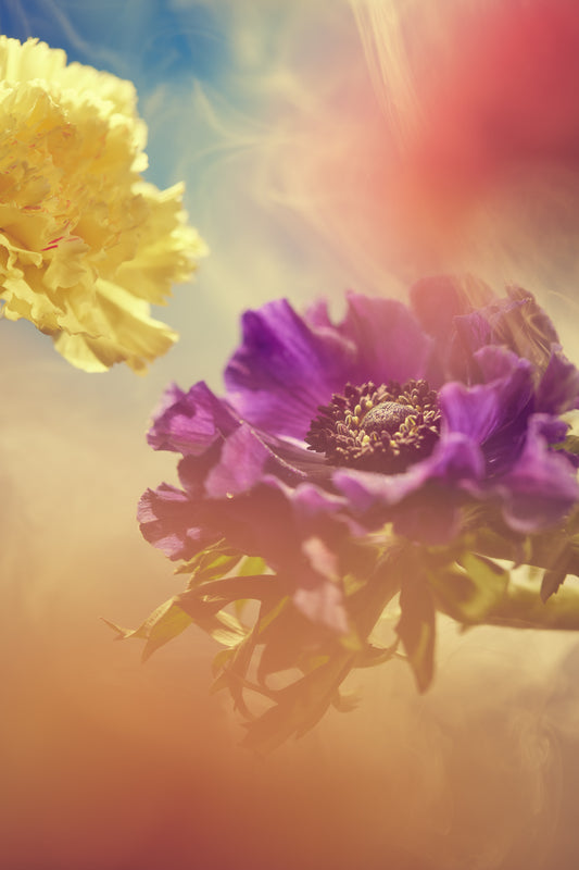 Carnation-Yellow-Anemone-Purple10186